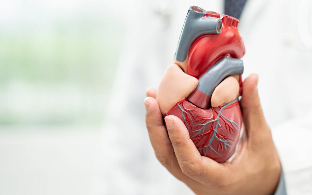 Serce: poznaj jego anatomię, funkcje, choroby i jak dbać o zdrowie